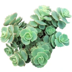 Sedum Sieboldii Succulent