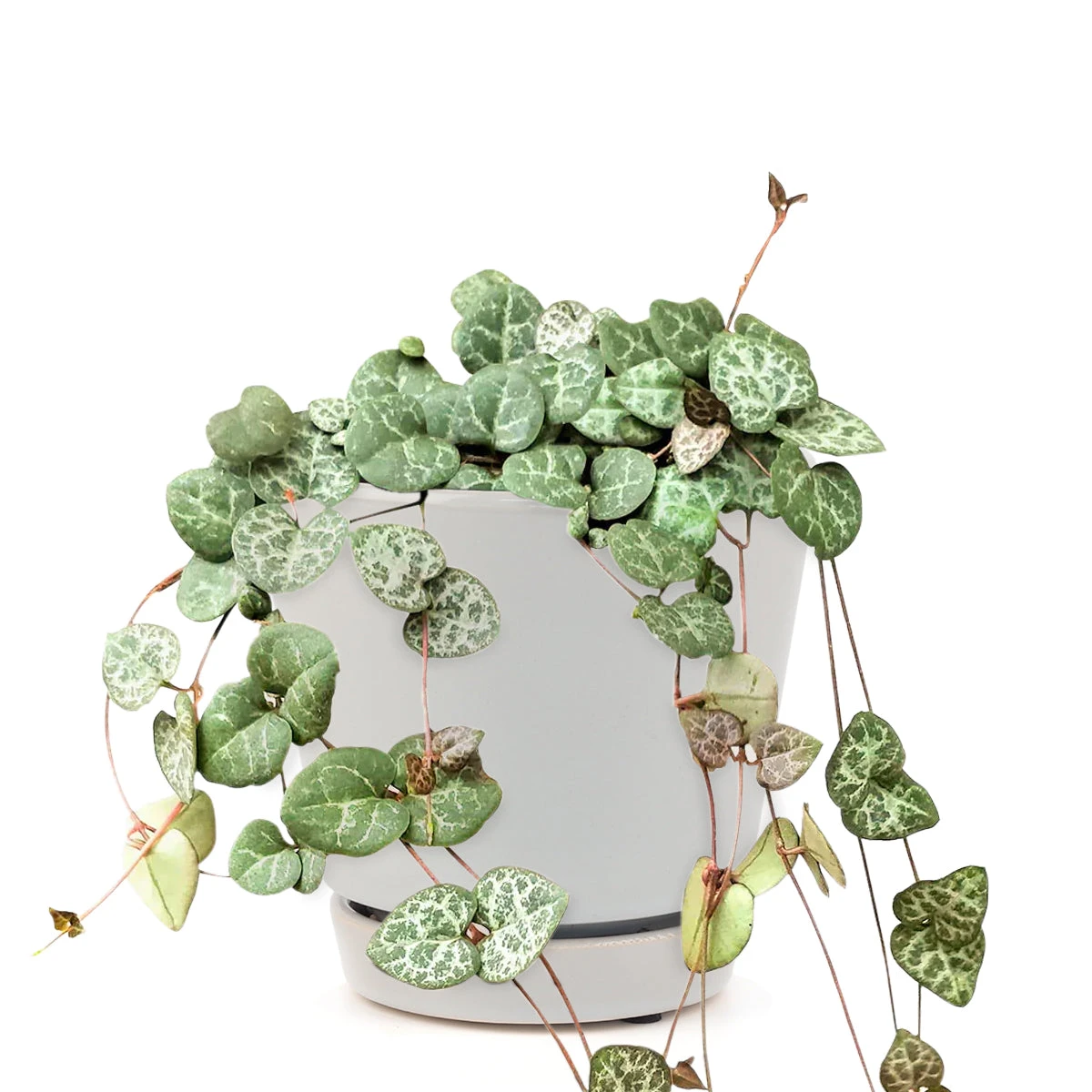 String Of Hearts Ceropegia Woodii - Image 15