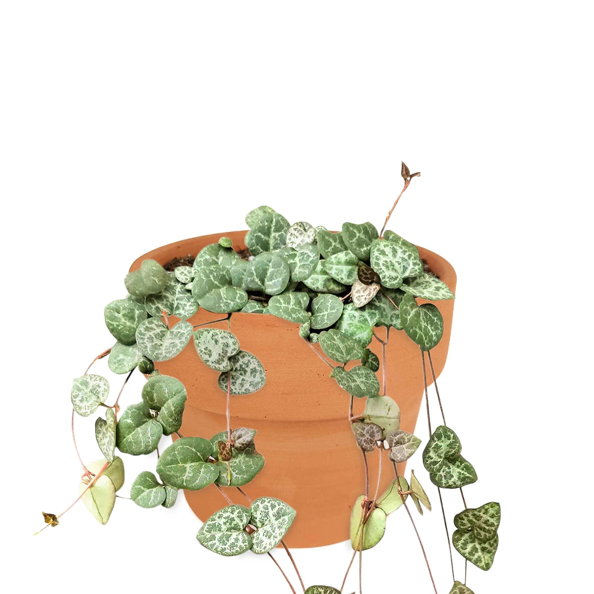 String Of Hearts Ceropegia Woodii - Image 12