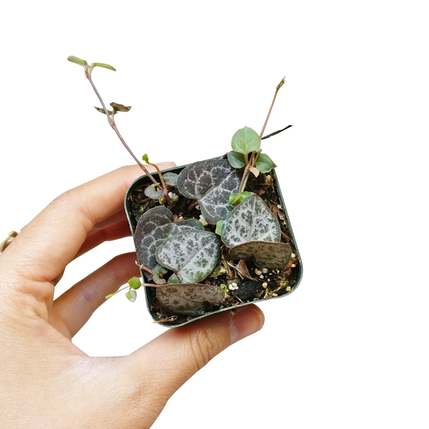 String Of Hearts Ceropegia Woodii - Image 4