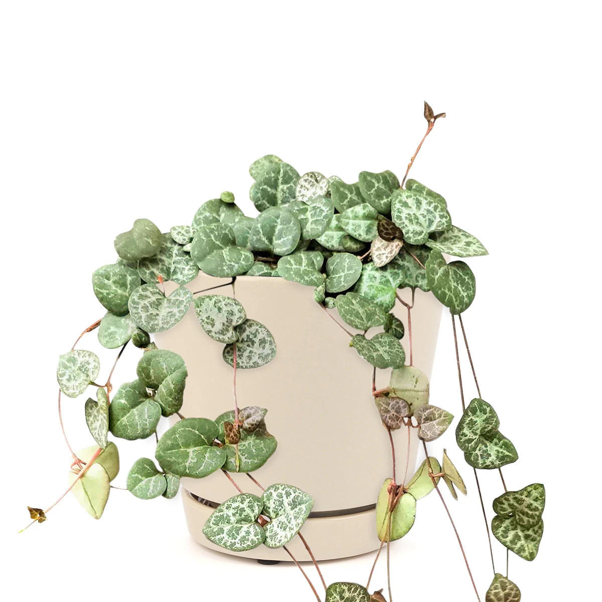 String Of Hearts Ceropegia Woodii - Image 14