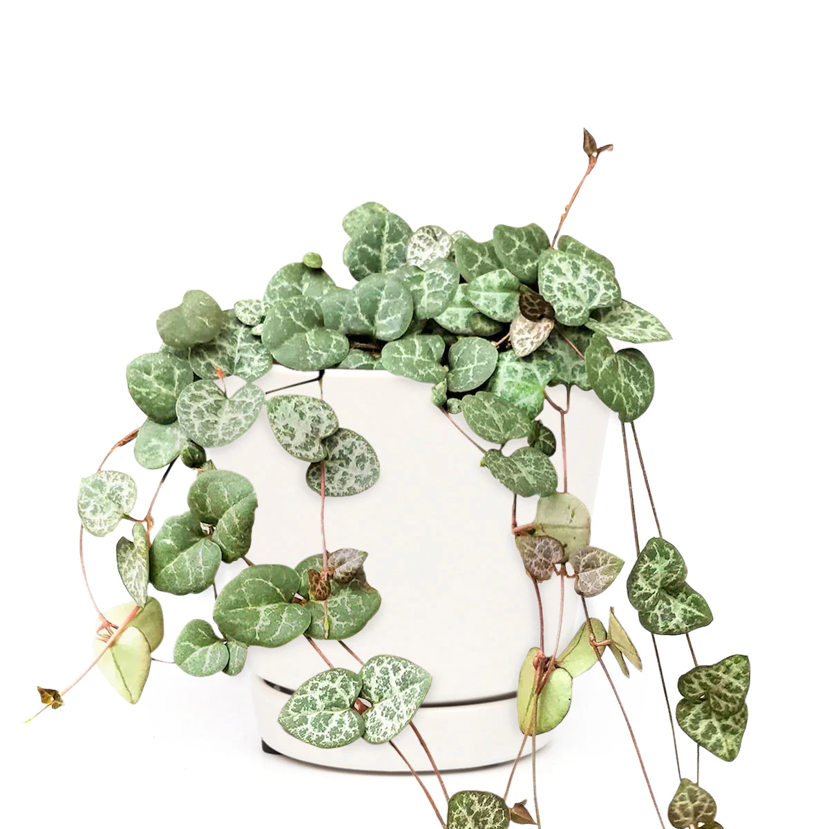 String Of Hearts Ceropegia Woodii - Image 13