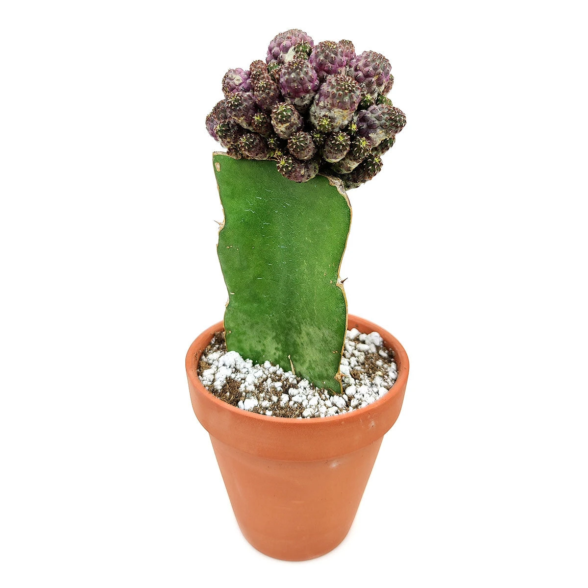 Sulcorebutia Rauschii Cactus - Image 2