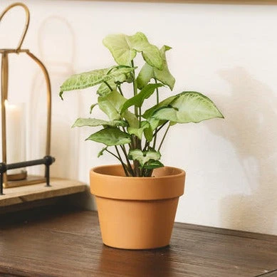 6 Inch Traditional Terracotta Pot - Image 2