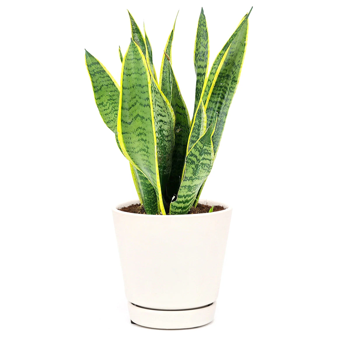Snake Plant Sansevieria Laurentii - Image 6