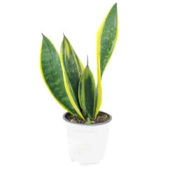 Snake Plant Sansevieria Gold Flame