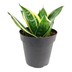 Sansevieria Ocean Star