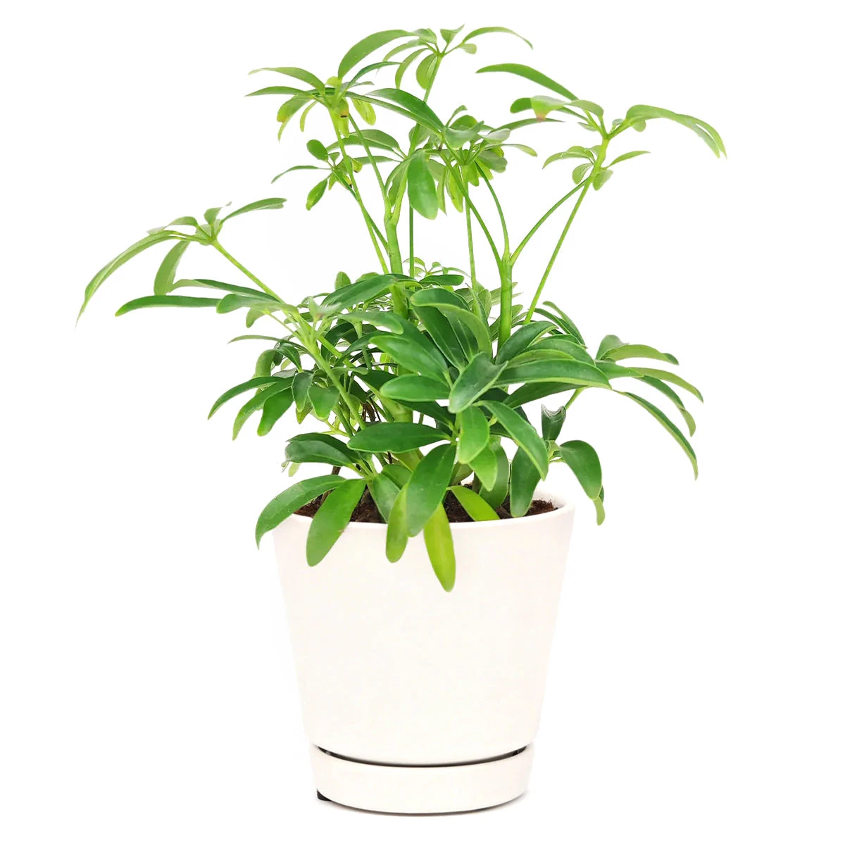 Schefflera Arboricola - Image 3