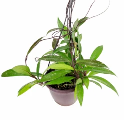 6 Inch Hoya Pubicalyx Pink Silver