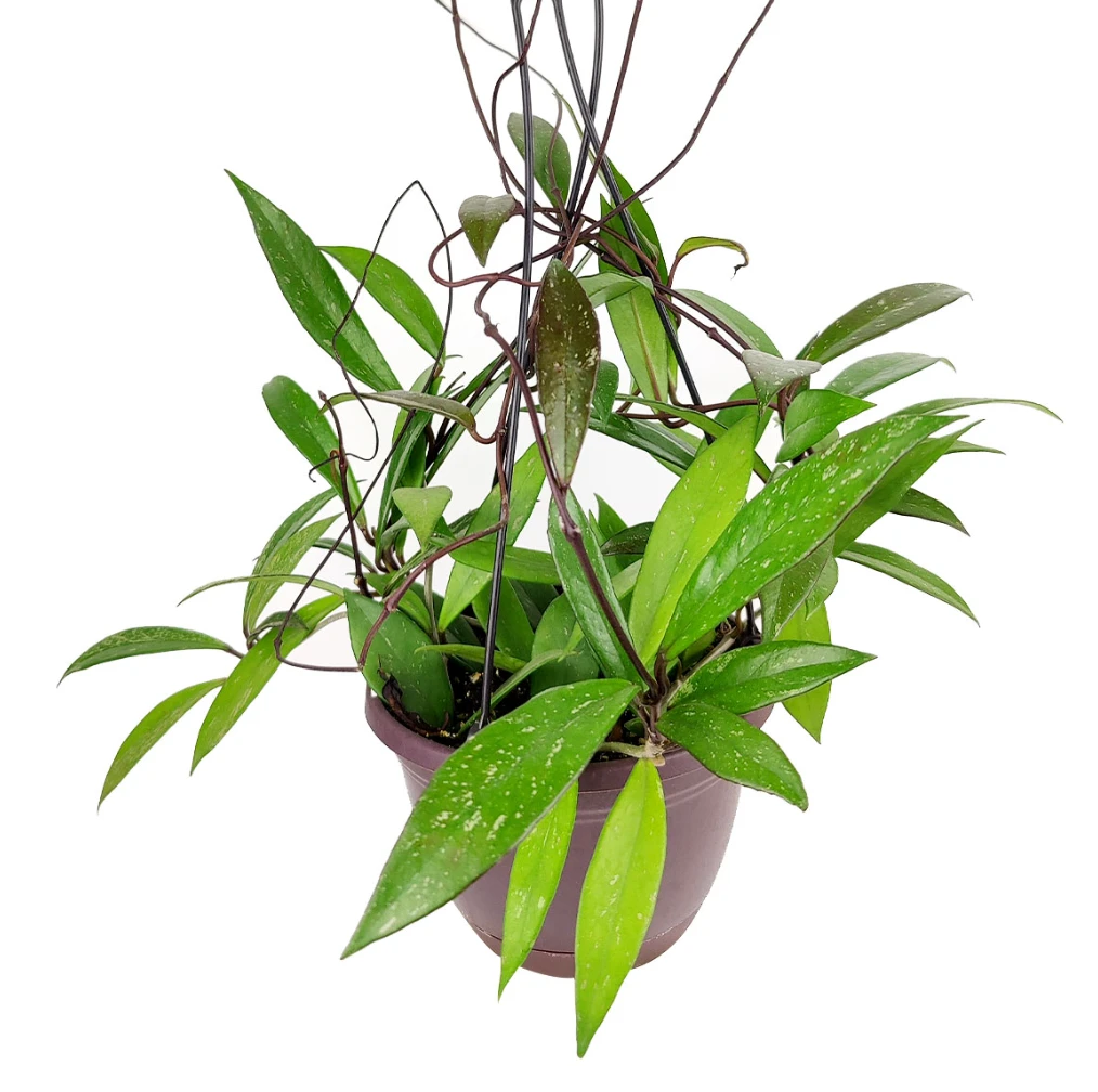 6 Inch Hoya Pubicalyx Pink Silver - Image 2