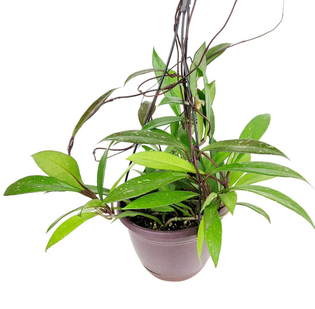 6 Inch Hoya Pubicalyx Pink Silver - Image 3