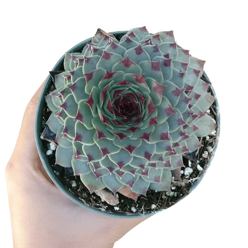 Sempervivum Calcareum - Image 8