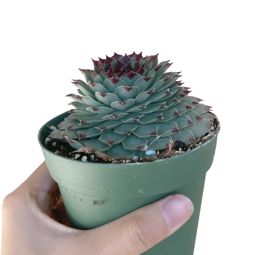 Sempervivum Calcareum - Image 7