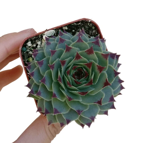 Sempervivum Calcareum - Image 5