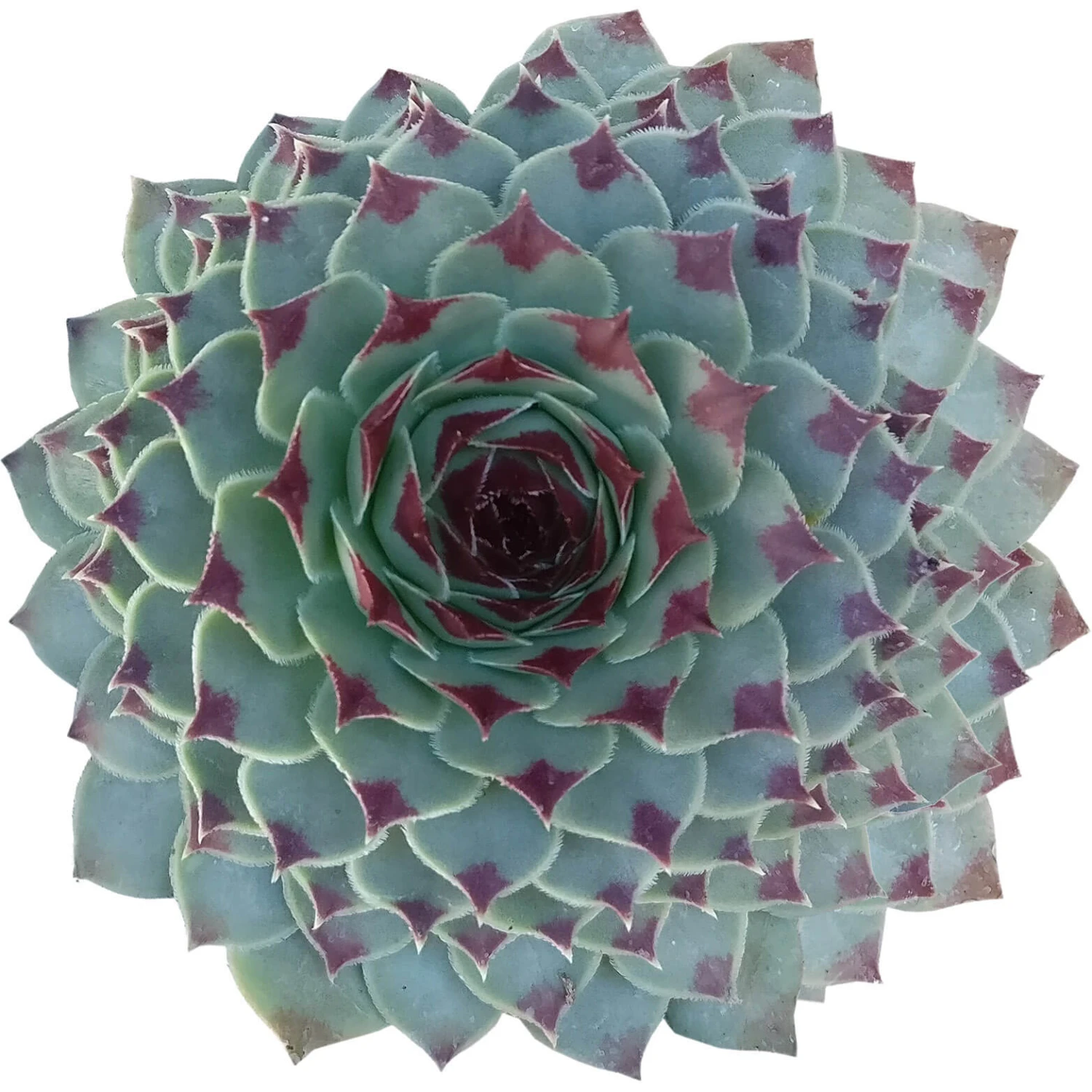 Sempervivum Calcareum - Image 2