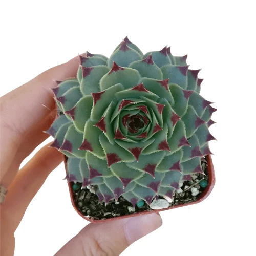 Sempervivum Calcareum - Image 4