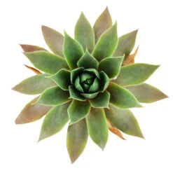 Sempervivum Pink Flamingo