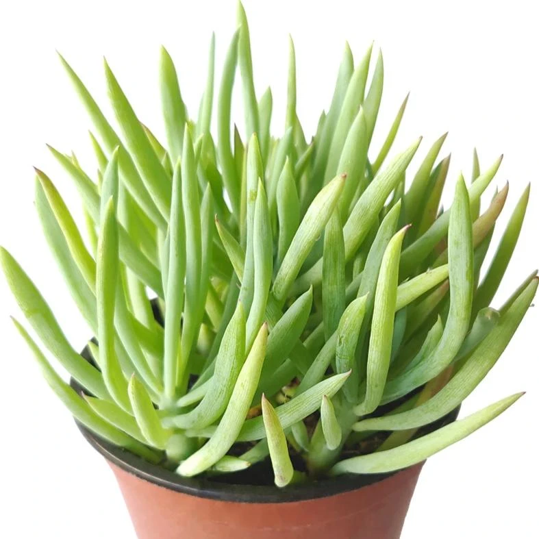 Senecio Cylindricus - Image 3