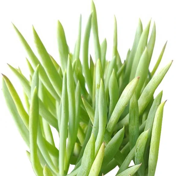 Senecio Cylindricus - Image 2