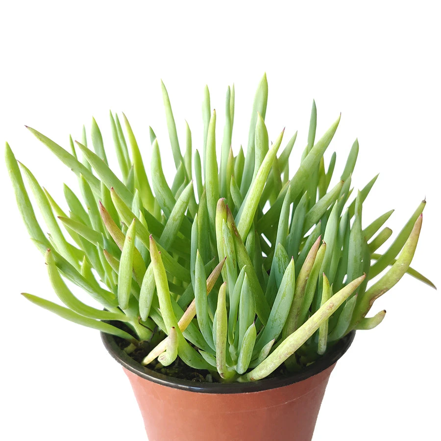 Senecio Cylindricus - Image 5