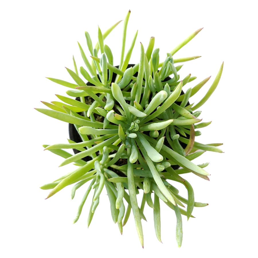Senecio Cylindricus - Image 4