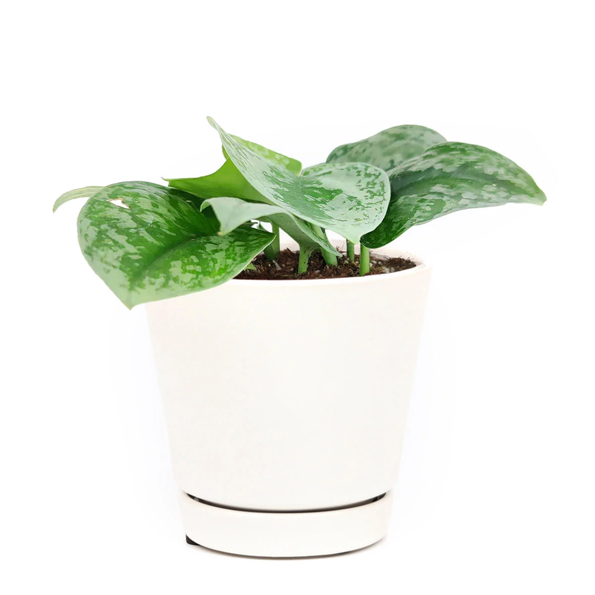 Silver Splash Pothos - Image 7