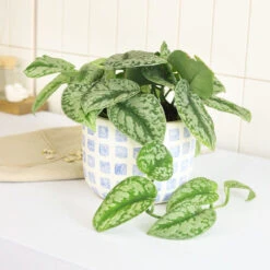 Silver Splash Pothos