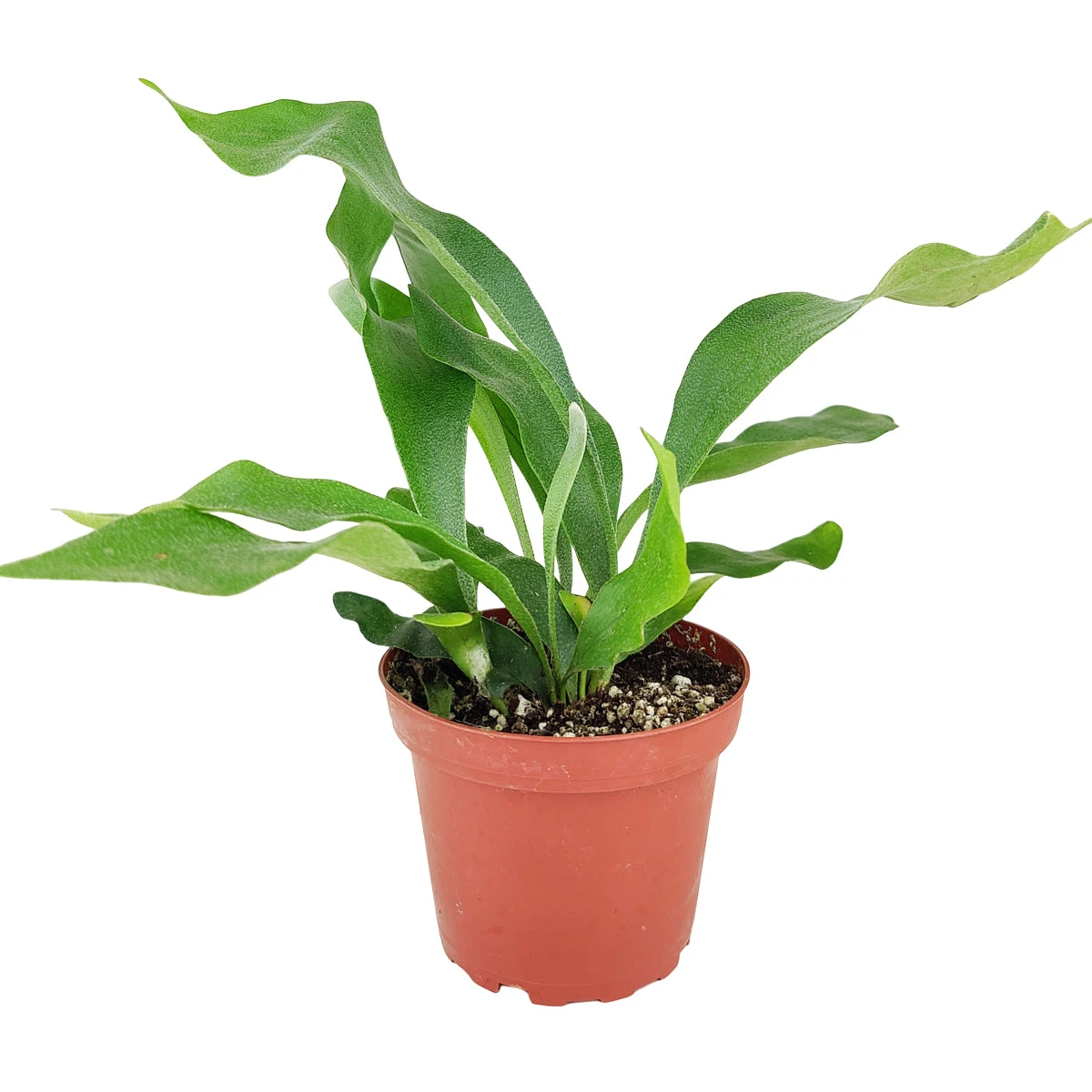 Staghorn Fern