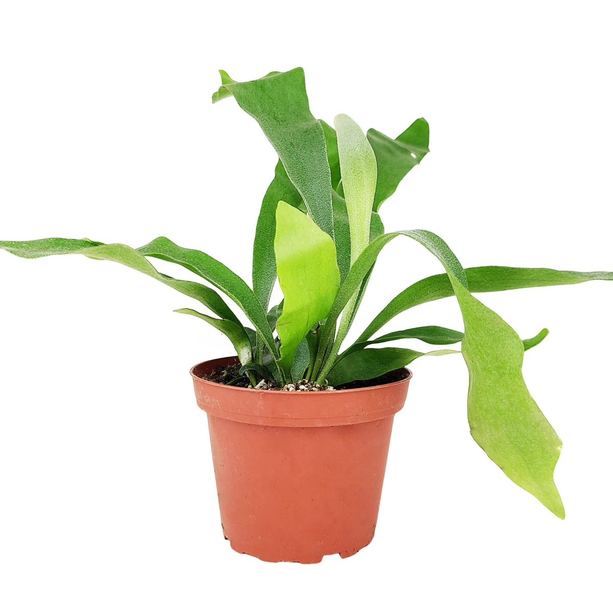 Staghorn Fern - Image 2