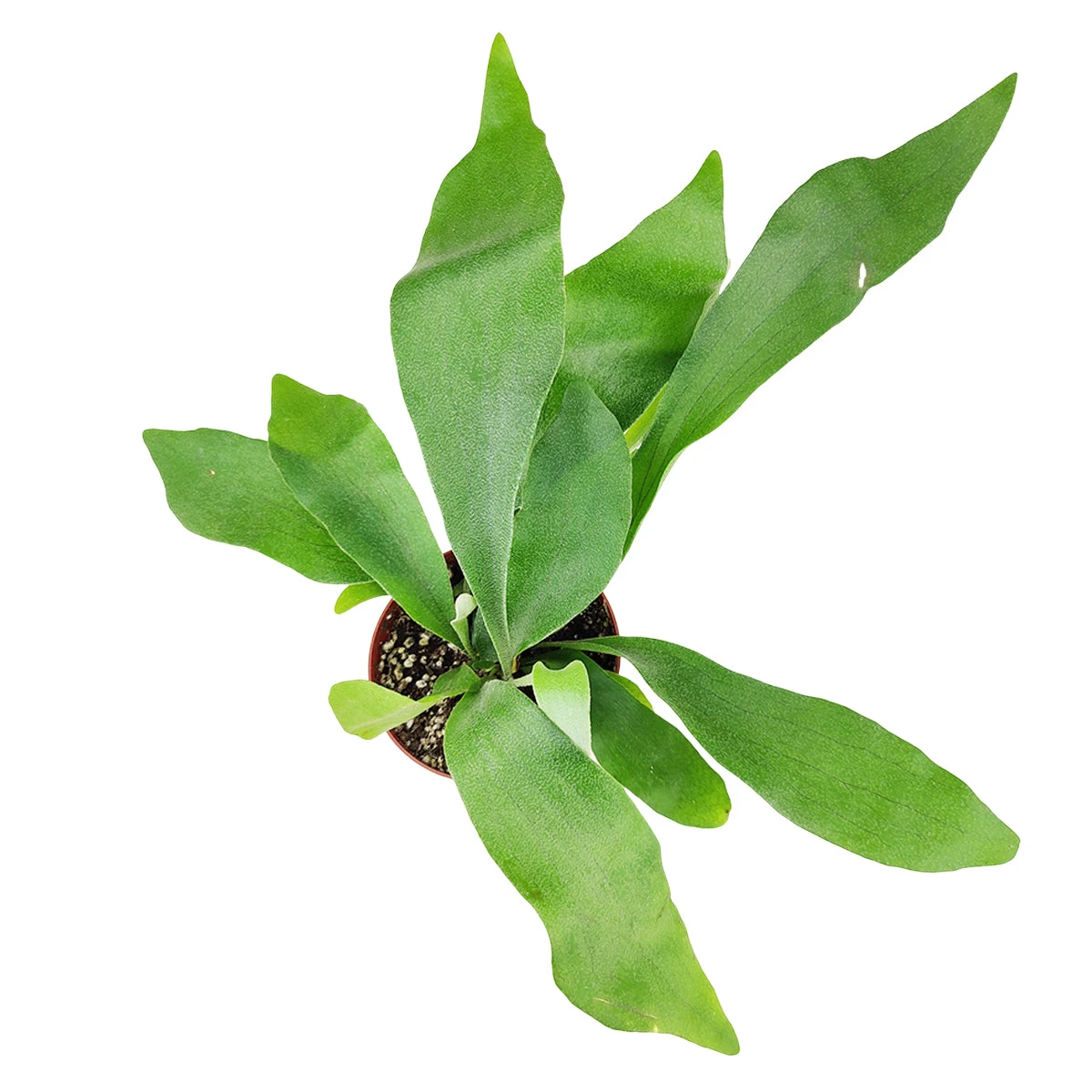 Staghorn Fern - Image 3