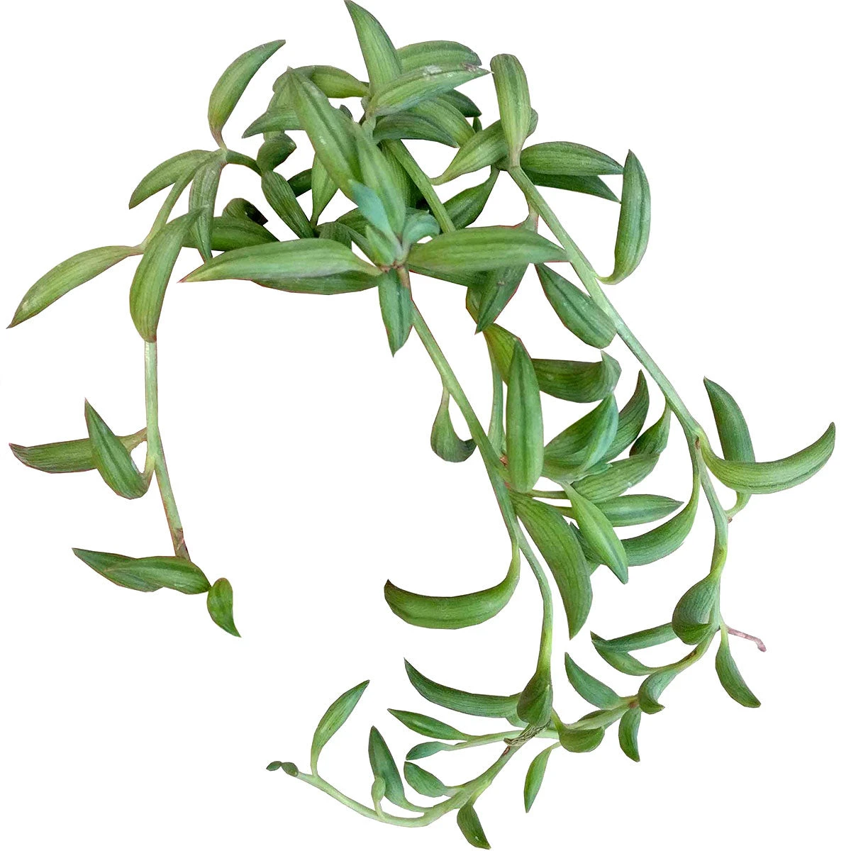 Senecio String Of Bananas - Image 2