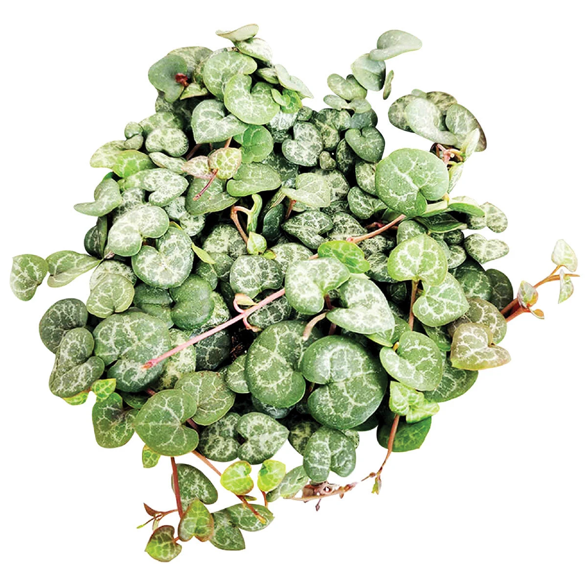 String Of Hearts Ceropegia Woodii - Image 2