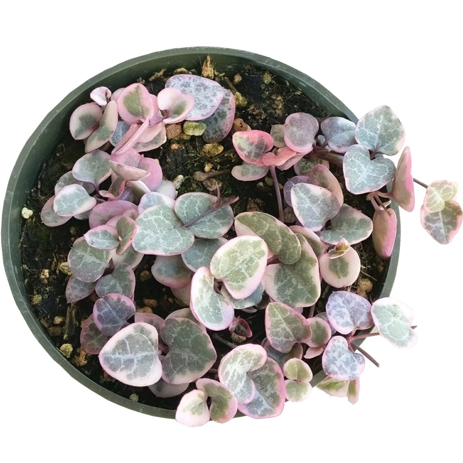 Variegated String Of Hearts - Image 3