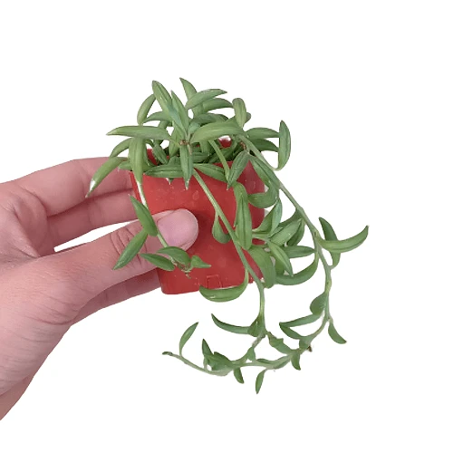 Senecio String Of Bananas - Image 11