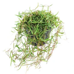 Ceropegia Linearis String Of Needles