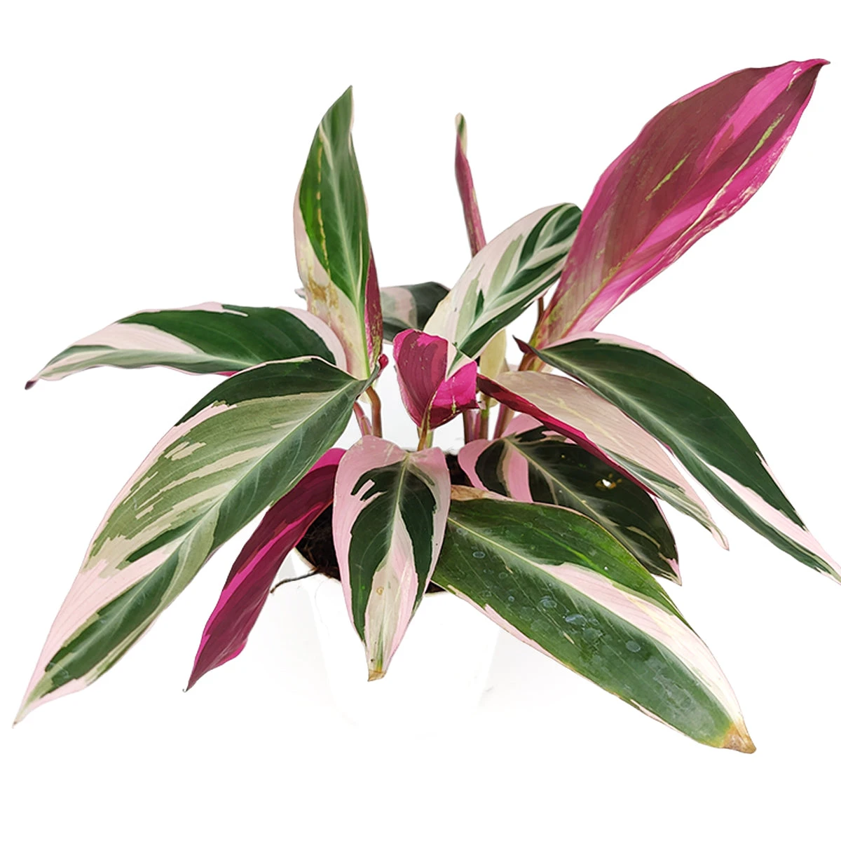 Stromanthe Sanguinea Triostar - Image 3
