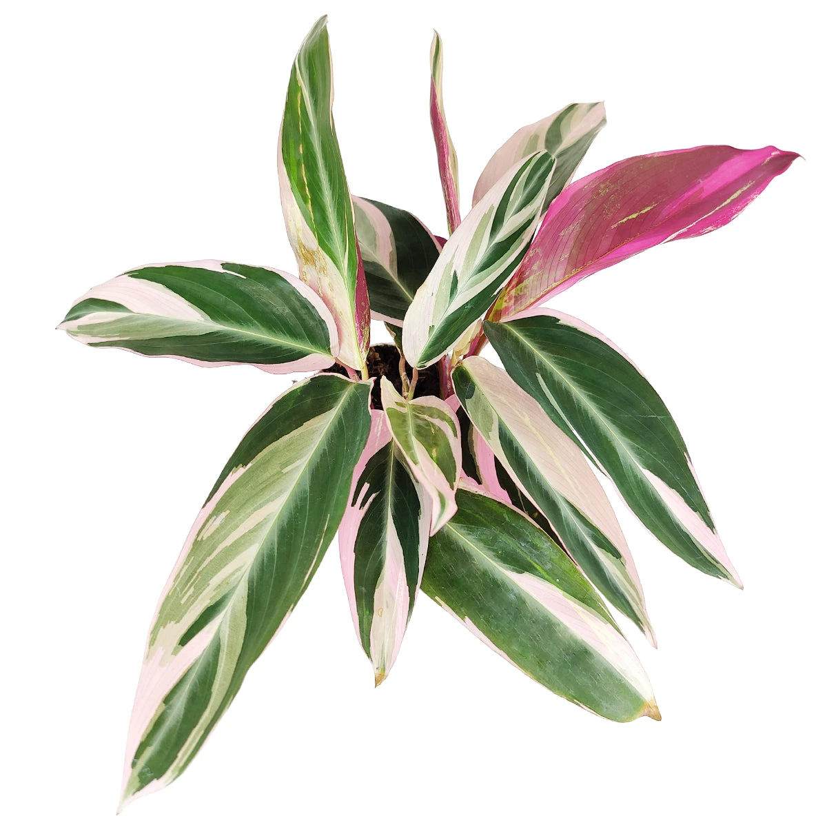 Stromanthe Sanguinea Triostar - Image 4