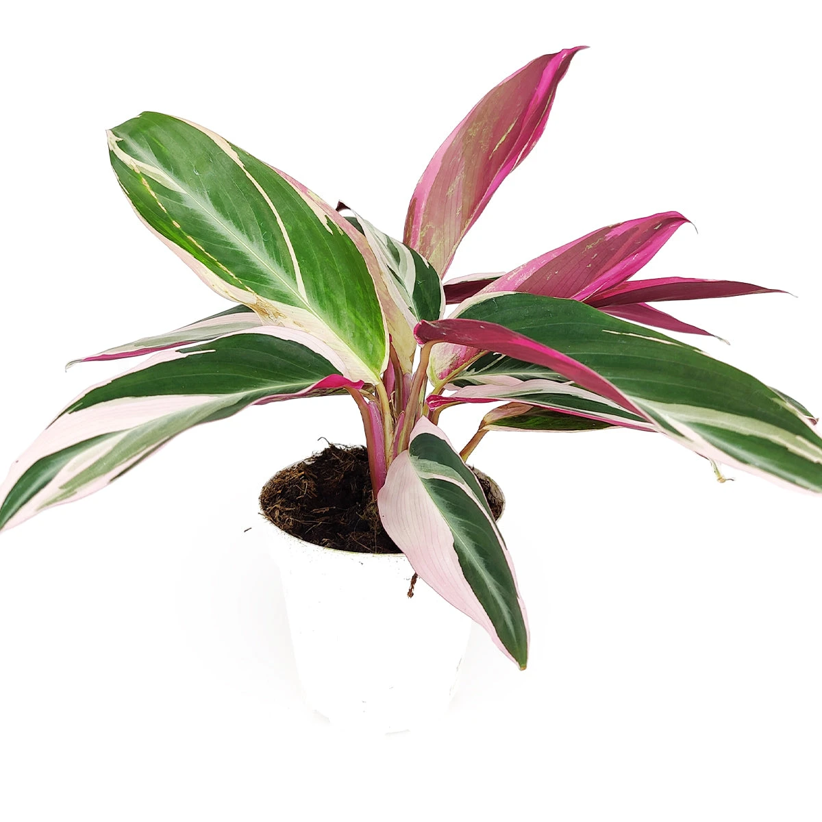 Stromanthe Sanguinea Triostar - Image 2
