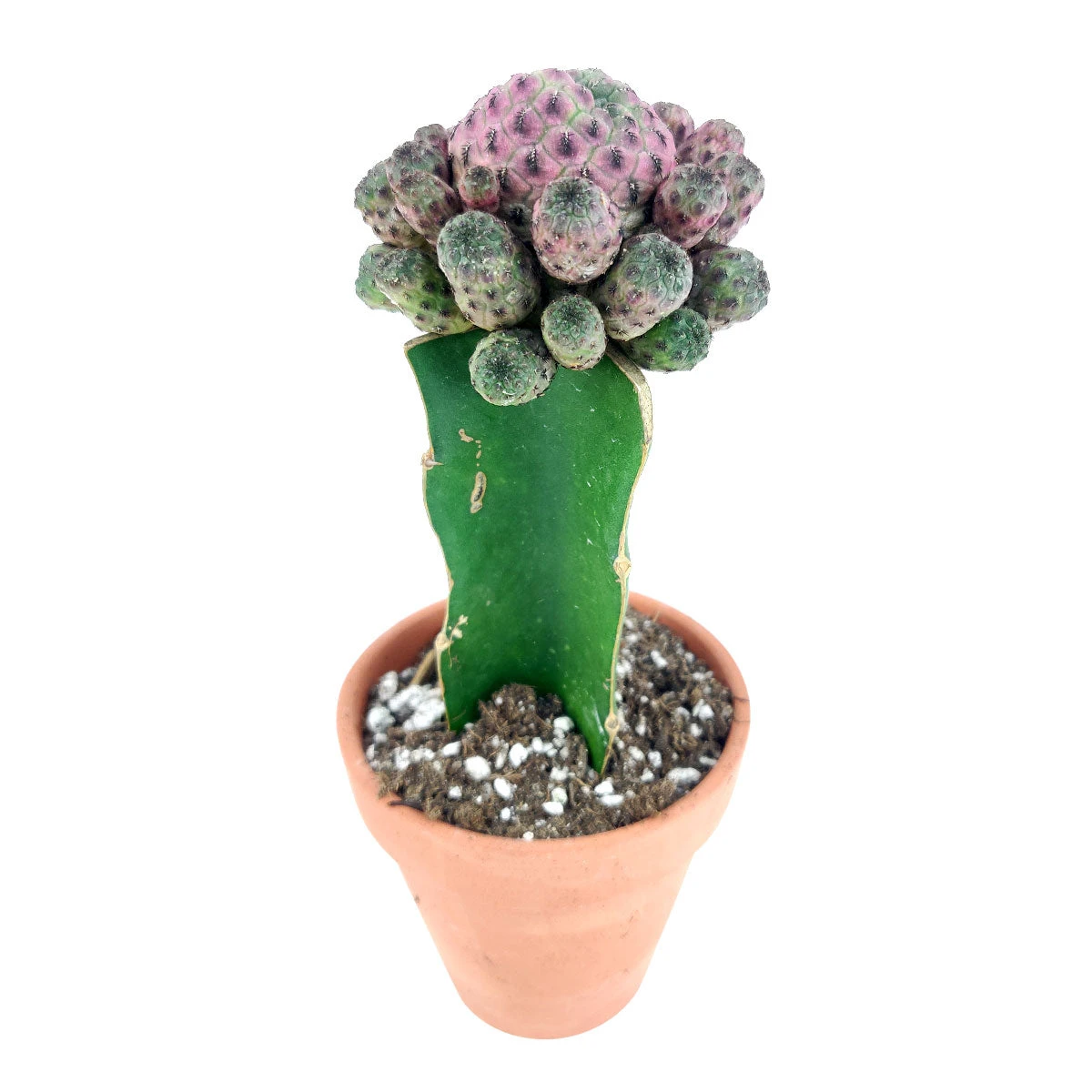 Sulcorebutia Rauschii Cactus - Image 3