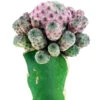 Sulcorebutia Rauschii Cactus