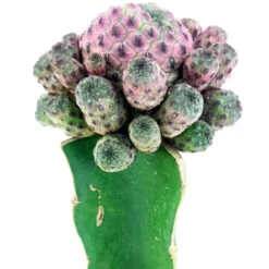Sulcorebutia Rauschii Cactus