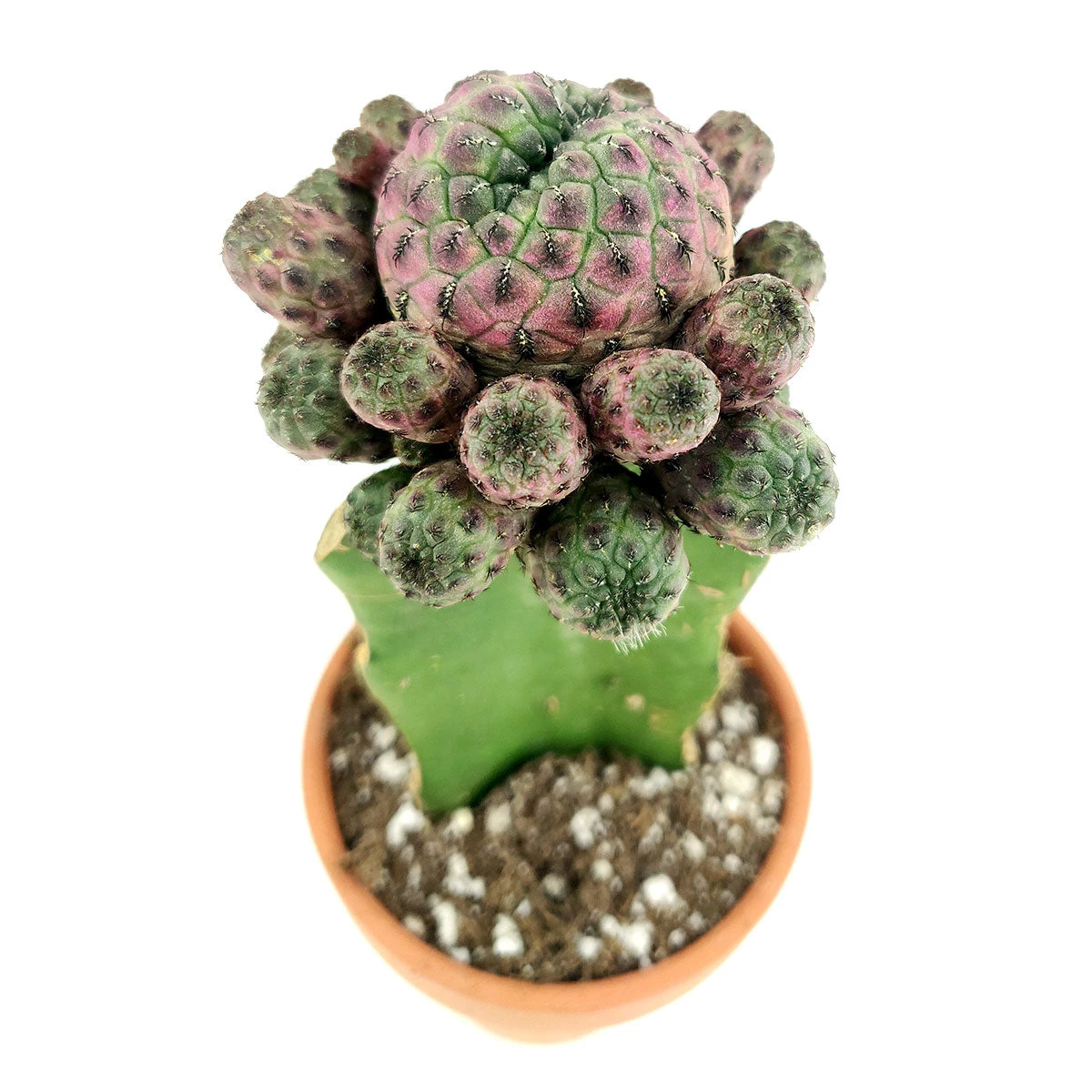 Sulcorebutia Rauschii Cactus - Image 4