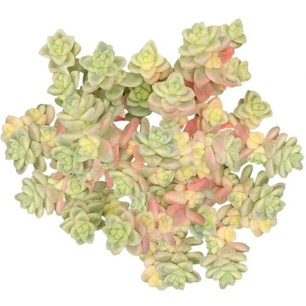 Sedum Suzie Q English