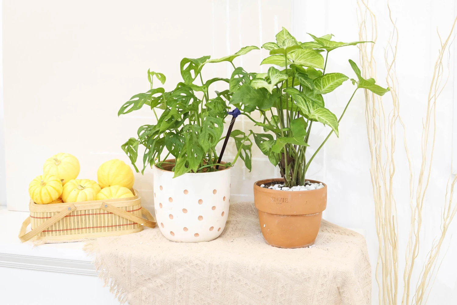 Monstera Adansonii 'Swiss Cheese' - Image 18