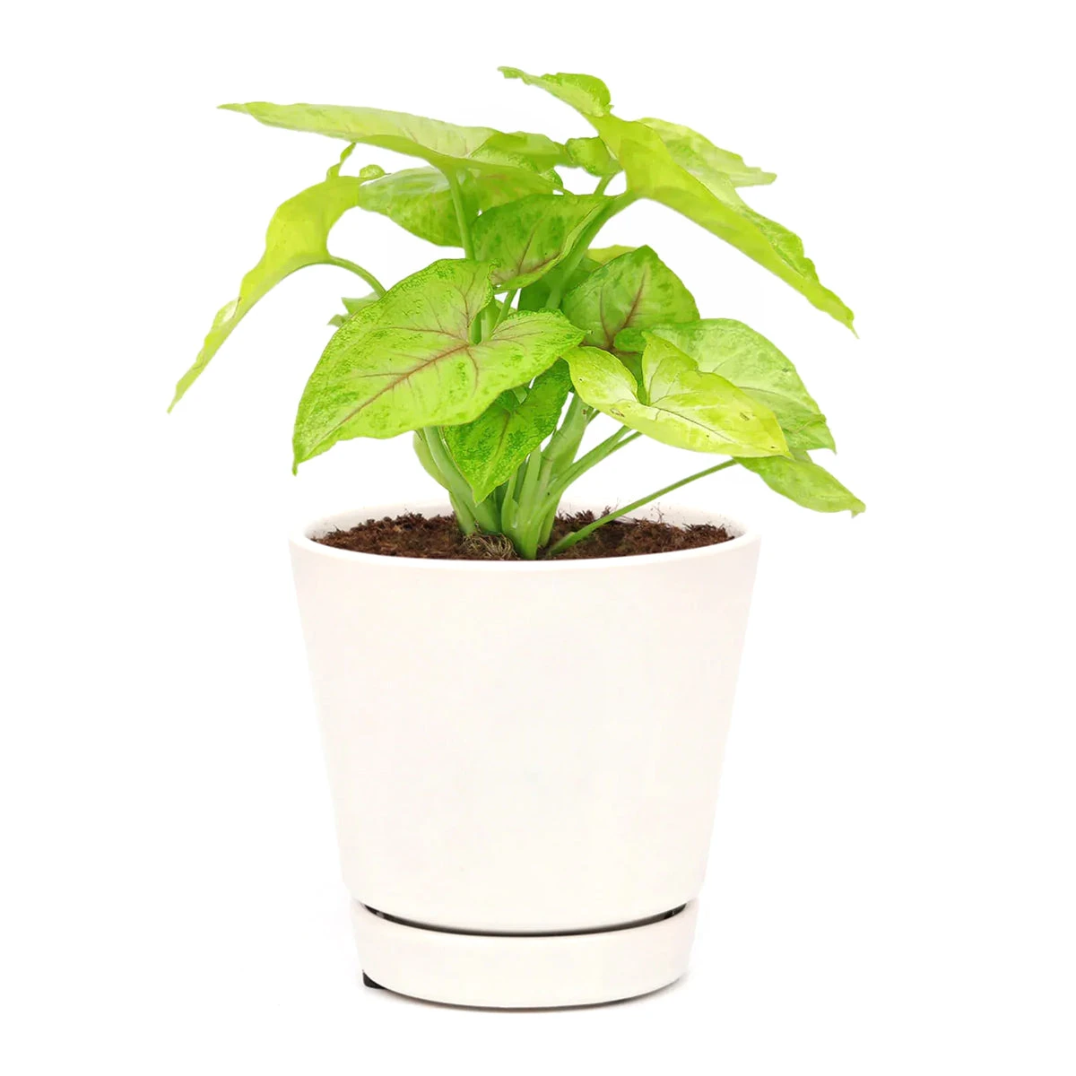 Syngonium Gold Allusion - Image 7