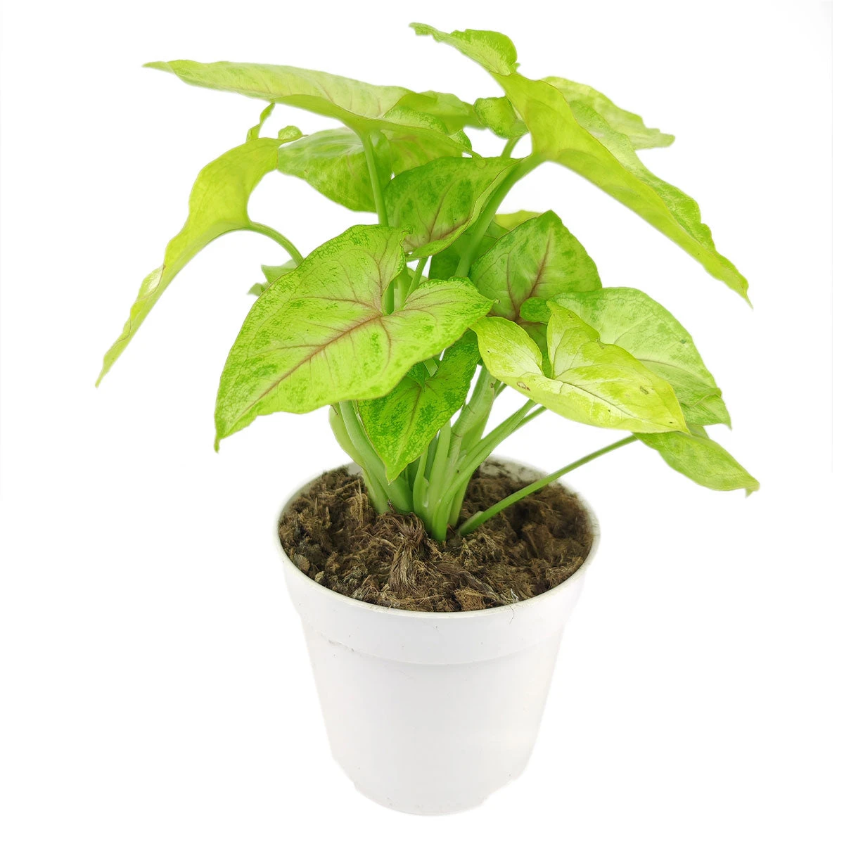 Syngonium Gold Allusion - Image 3