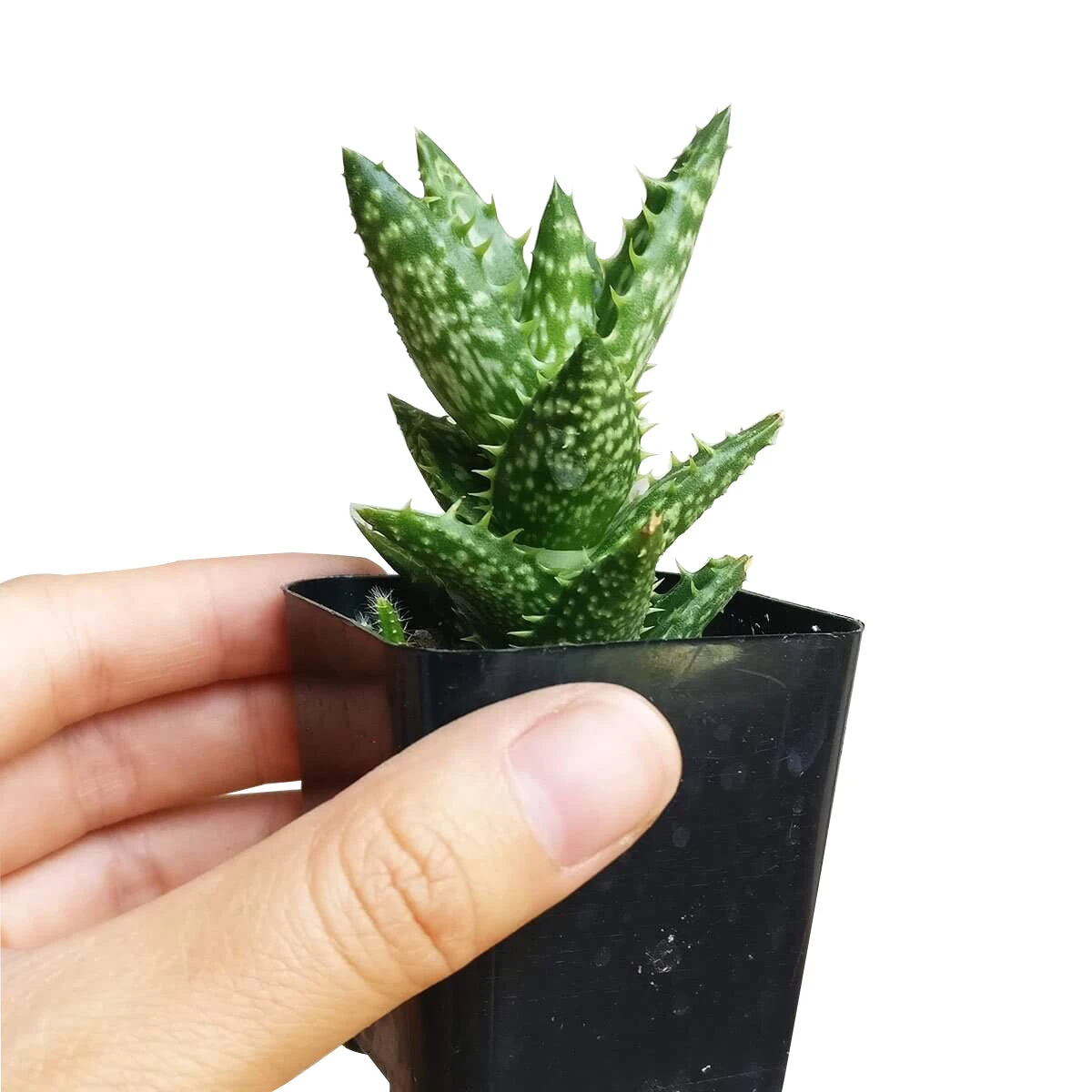Tiger Tooth Aloe Juvenna - Image 10
