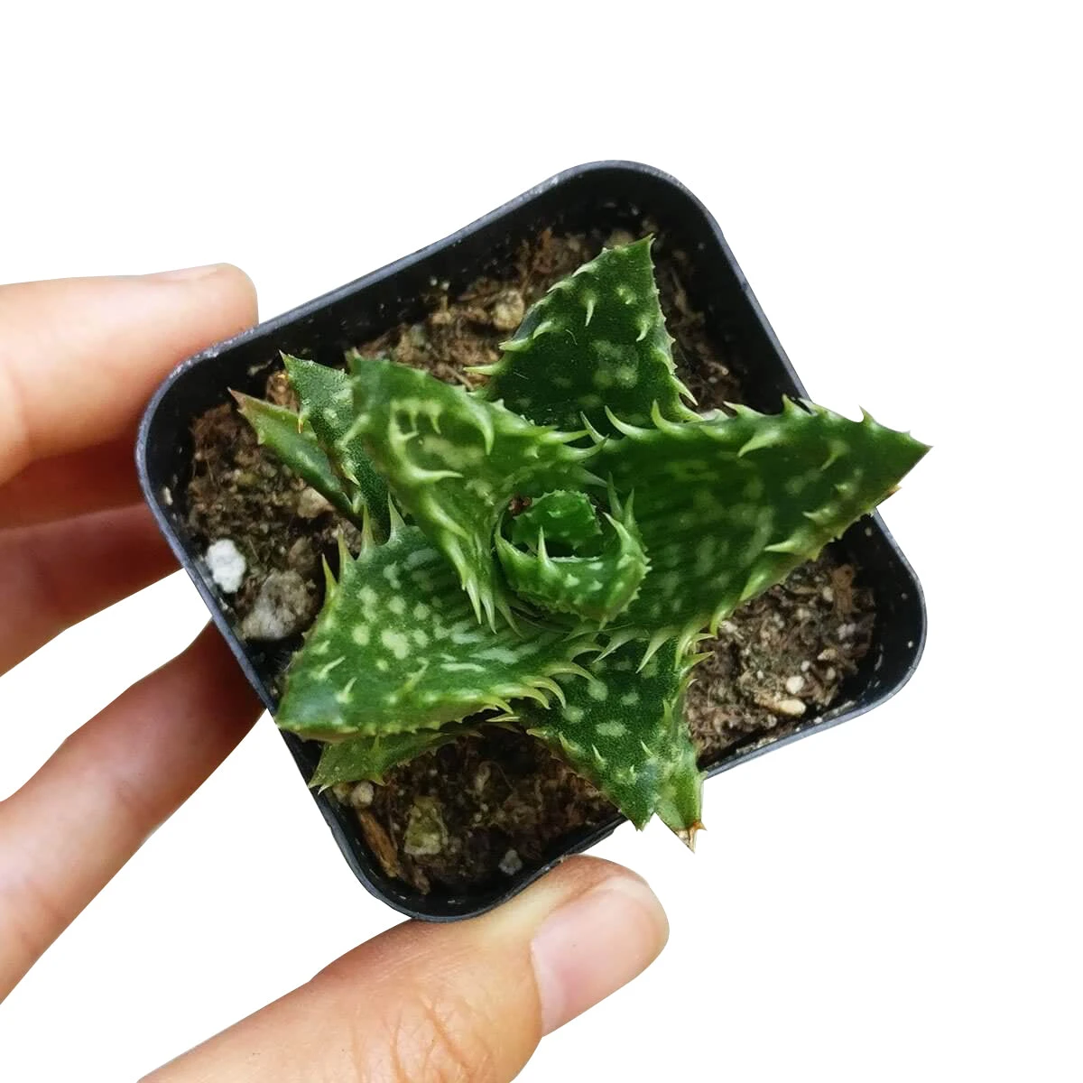 Tiger Tooth Aloe Juvenna - Image 5