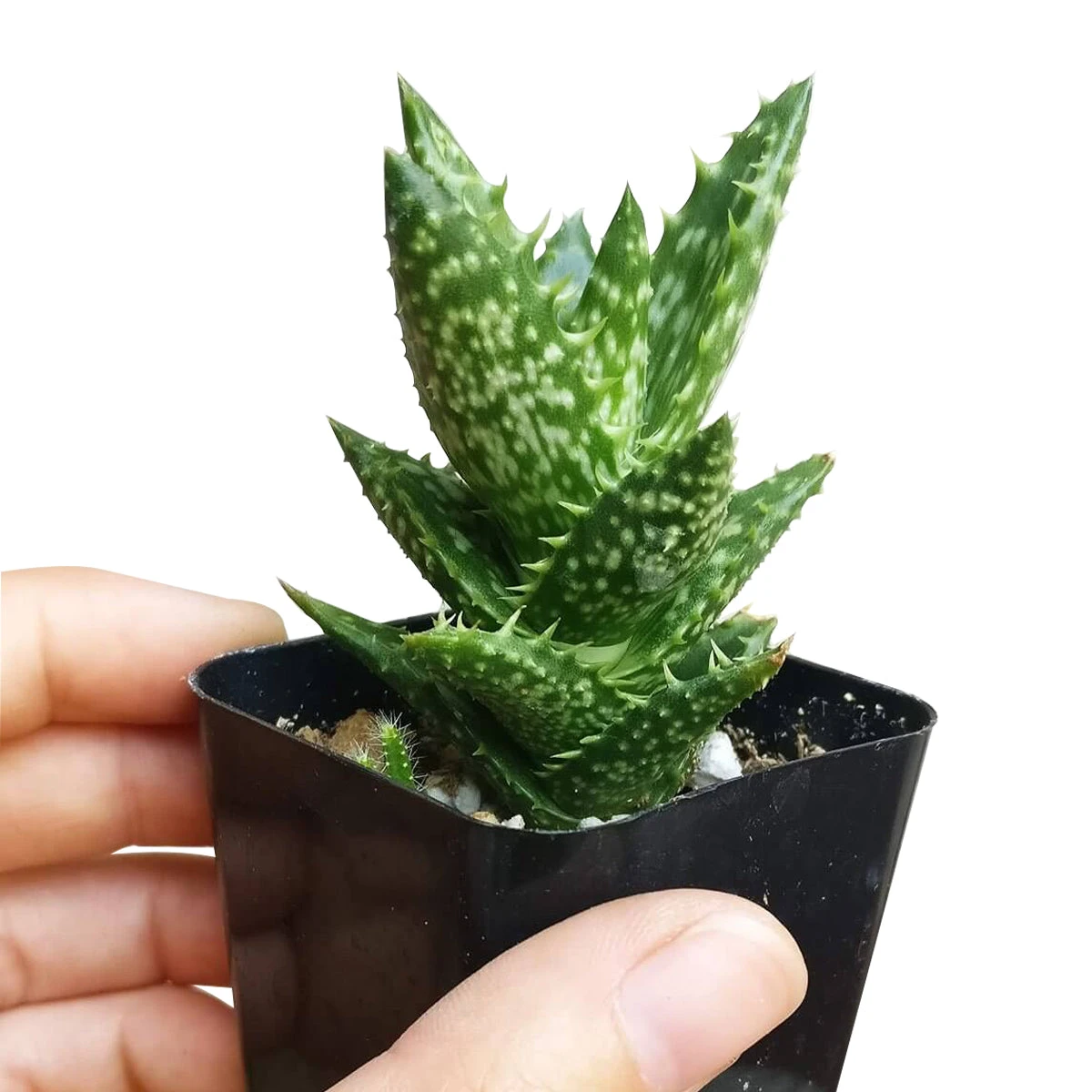 Tiger Tooth Aloe Juvenna - Image 6
