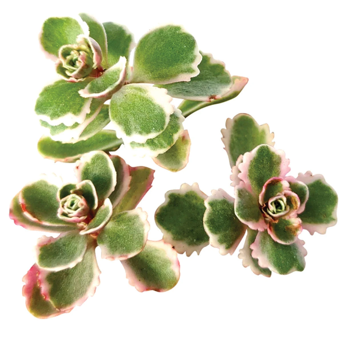 Sedum Tricolor Spurium - Image 2
